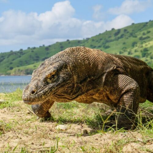 komodo hopping island