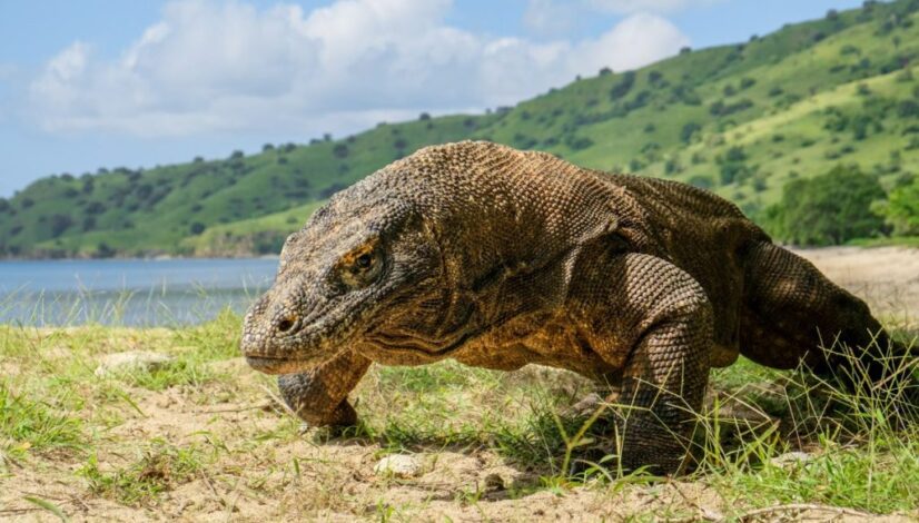 komodo hopping island