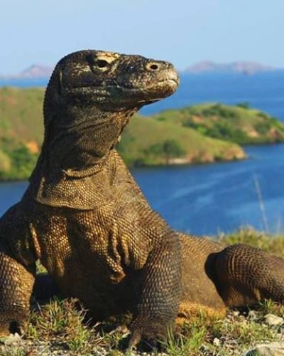 komodo hopping island