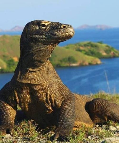 Labuan Bajo tour packages