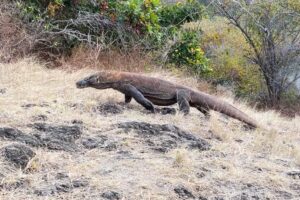Galeri Komodo Hopping (3) Galeri Komodo Hopping (3)