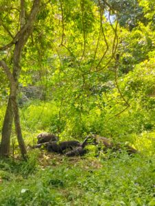 komodo national park