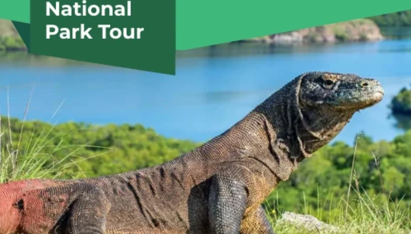 komodo national park tour