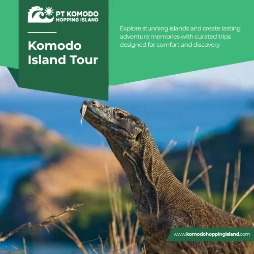 Komodo Island Tour