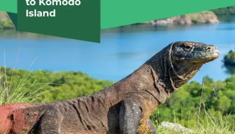 One Day Trip to Komodo Island