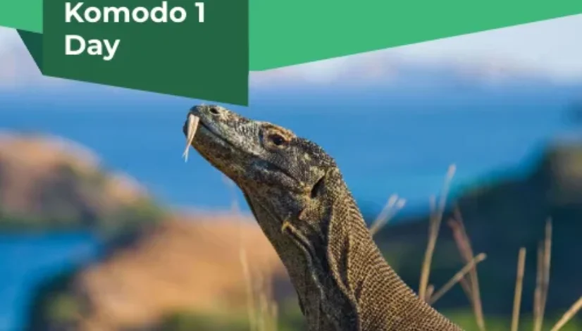 Open Trip Komodo 1 Day