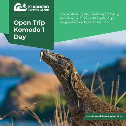 Open Trip Komodo 1 Day
