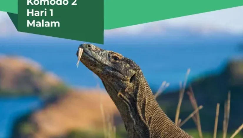 Open Trip Komodo 2 Hari 1 Malam