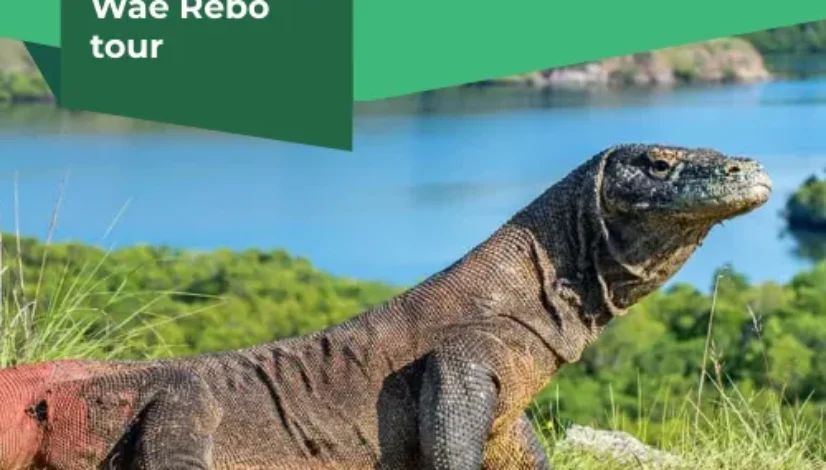 Komodo and Wae Rebo tour
