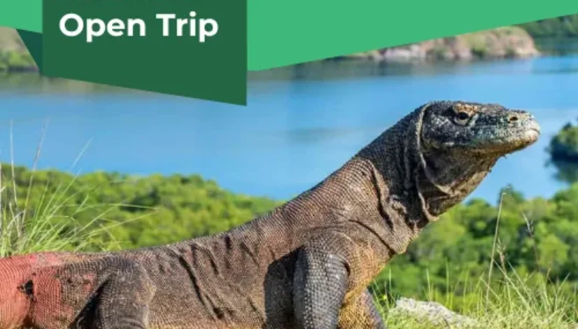 Komodo Open Trip