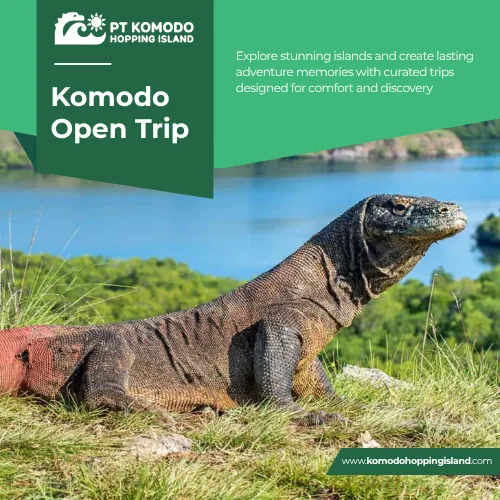 Komodo Open Trip